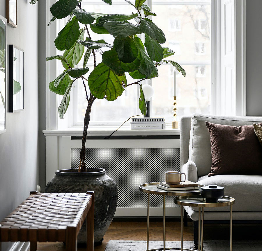 Interiörbild från lägenhet med stor växt